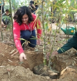 Plantation Drive at ICON